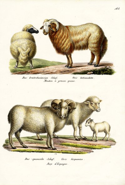 Mouton à queue grasse, 1824 - Karl Joseph Brodtmann